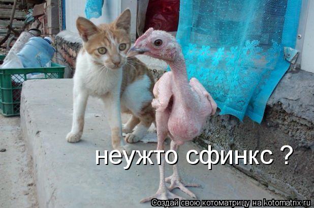 Котоматрица: неужто сфинкс ?