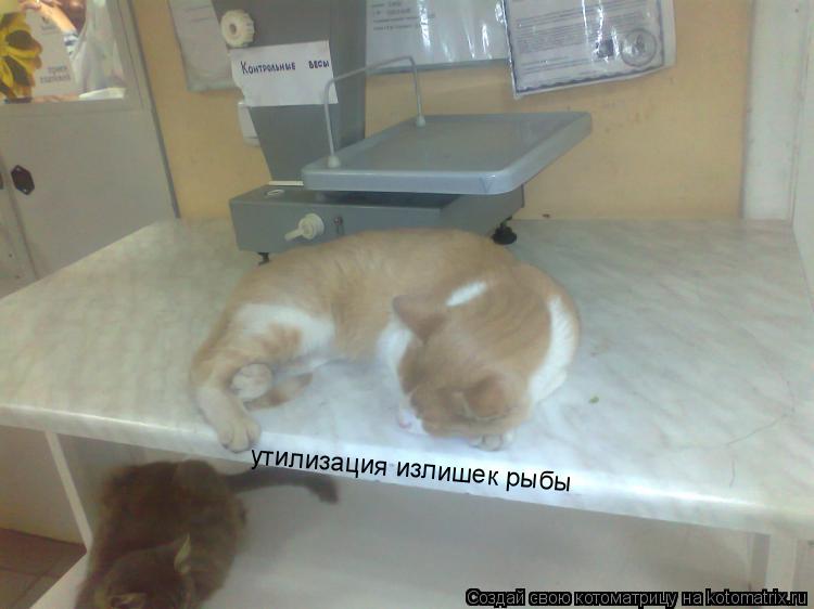Котоматрица: утилизация излишек рыбы