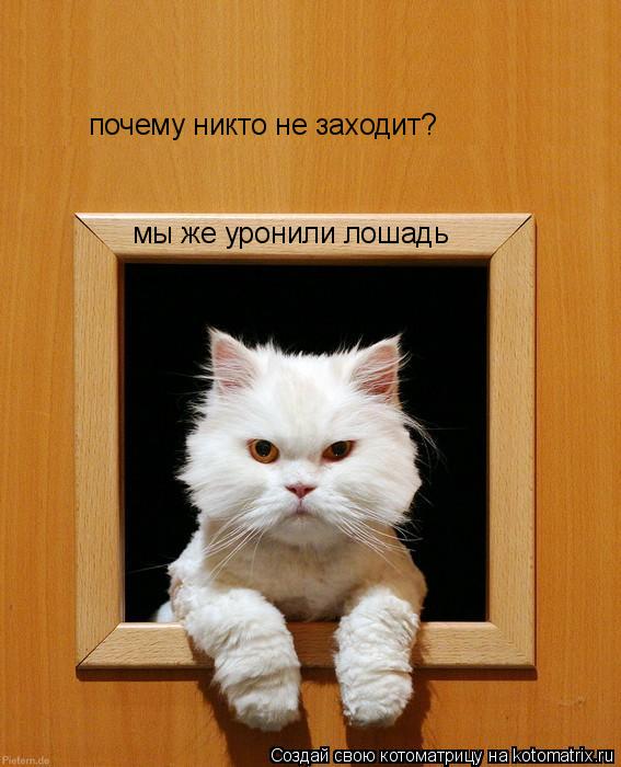 Котоматрица: почему никто не заходит? мы же уронили лошадь