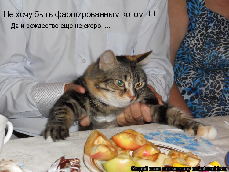 Котоматрица: Не хочу быть фаршированным котом !!!! Да и рождество еще не скоро.....
