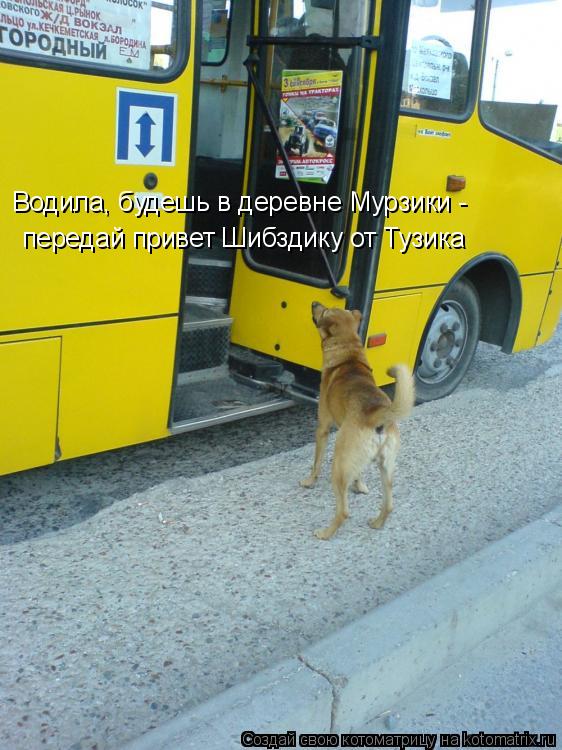 Котоматрица: Водила, будешь в деревне Мурзики -  передай привет Шибздику от Тузика