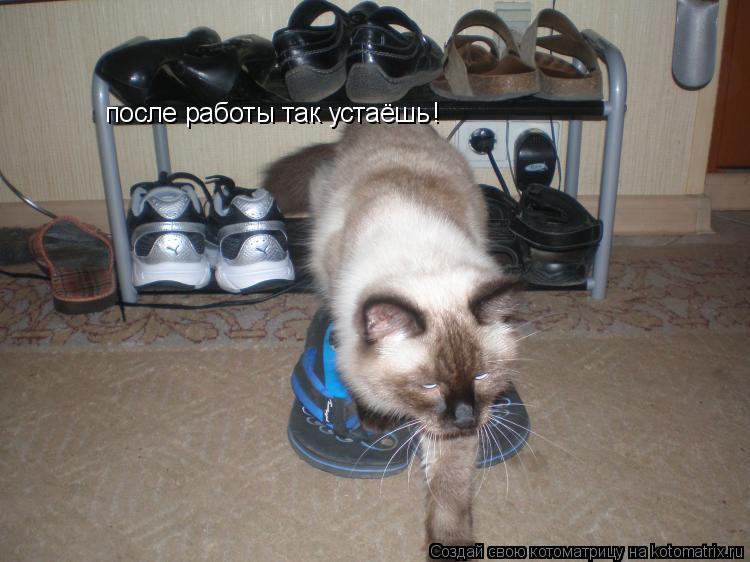 Котоматрица: после работы так устаёшь !