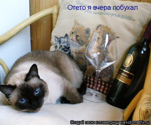 Котоматрица: Отето я вчера побухал