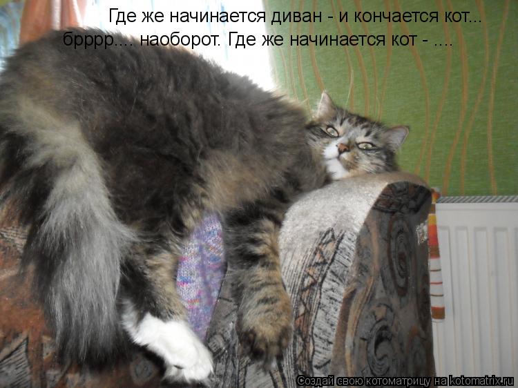 Котоматрица: Где же начинается диван - и кончается кот... брррр.... наоборот. Где же начинается кот - ....