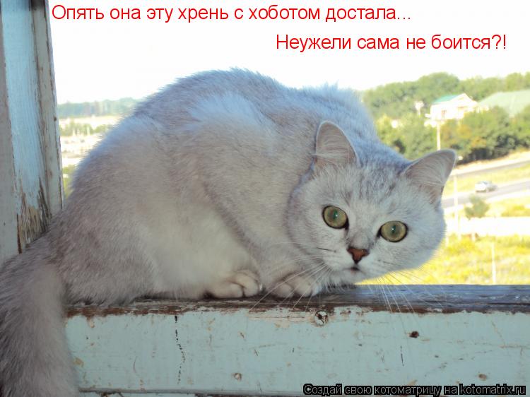Котоматрица: Опять она эту хрень с хоботом достала...  Неужели сама не боится?!