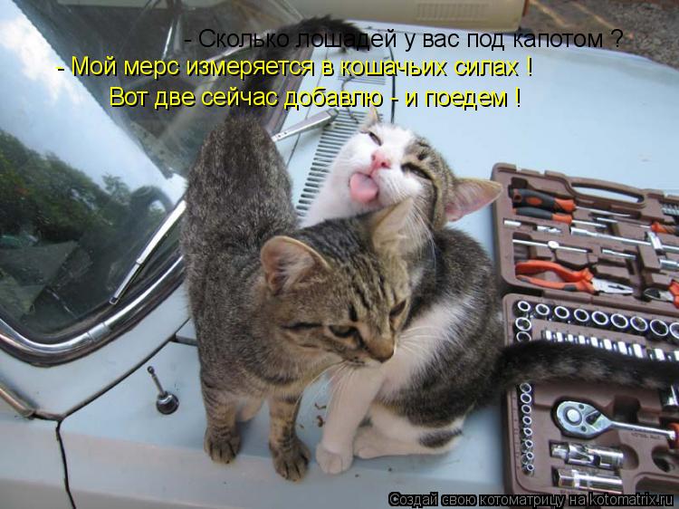 Котоматрица: - Сколько лошадей у вас под капотом ? - Мой мерс измеряется в кошачьих силах ! Вот две сейчас добавлю - и поедем !