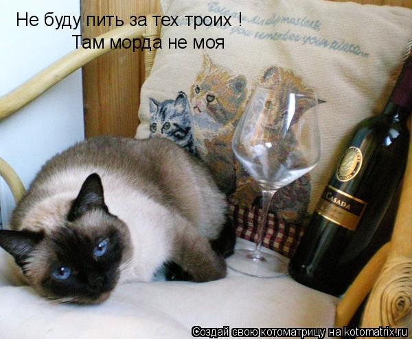 Котоматрица: Не буду пить за тех троих ! Там морда не моя
