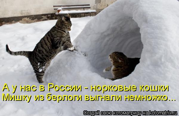 А у нас в России - норковые кошки Мишку из берлоги выгнали немножко...... Котоматрица: А у нас в России - норковые кошки Мишку из берлоги выгнали немножко...