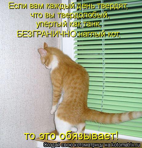 Котоматрица: Если вам каждый день твердят, что вы твердолобый, упёртый как танк, БЕЗГРАНИЧНО наглый кот, то это обязывает!