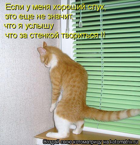 Котоматрица: Если у меня хороший слух, это еще не значит, что я услышу что за стенкой твориться !!