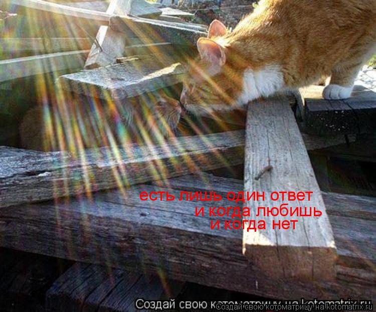 Котоматрица: есть лишь один ответ и когда любишь и когда нет