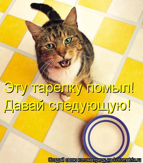 Котоматрица: Эту тарелку помыл! Давай следующую!