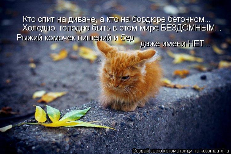 Кто спит на диване, а кто на бордюре бетонном... Холодно, голодно быть в этом мире БЕЗДОМНЫМ... Рыжий... Котоматрица: Кто спит на диване, а кто на бордюре бетонном... Холодно, голодно быть в этом мире БЕЗДОМНЫМ... Рыжий комочек лишений и бед даже имени НЕТ...