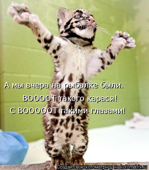 Котоматрица: А мы вчера на рыбалке были. ВООООТ такого карася!  С ВОООООТ такими глазами!