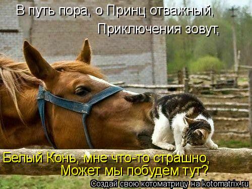 Котоматрица: Приключения зовут, Белый Конь, мне что-то страшно, В путь пора, о Принц отважный,  Может мы побудем тут?