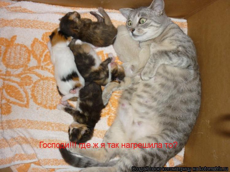 Котоматрица: Господи!!! где ж я так нагрешила то?