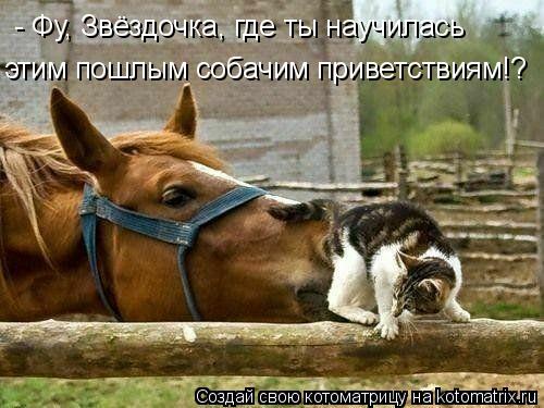 Котоматрица: - Фу, Звёздочка, где ты научилась  этим пошлым собачим приветствиям!?