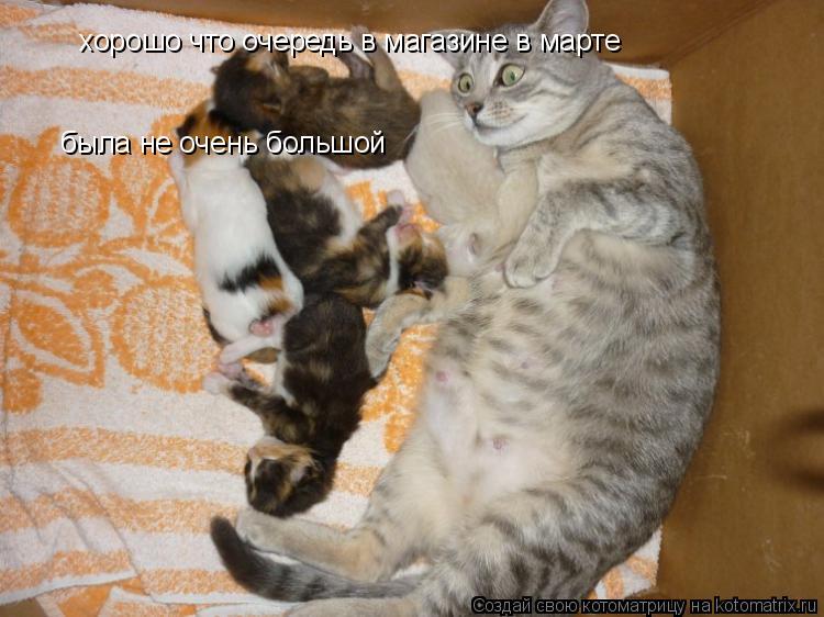 хорошо что очередь в магазине в марте была не очень большой... Котоматрица: хорошо что очередь в магазине в марте была не очень большой