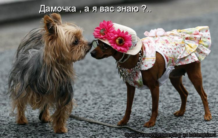 Дамочка , а я вас знаю ?..... Котоматрица: Дамочка , а я вас знаю ?..