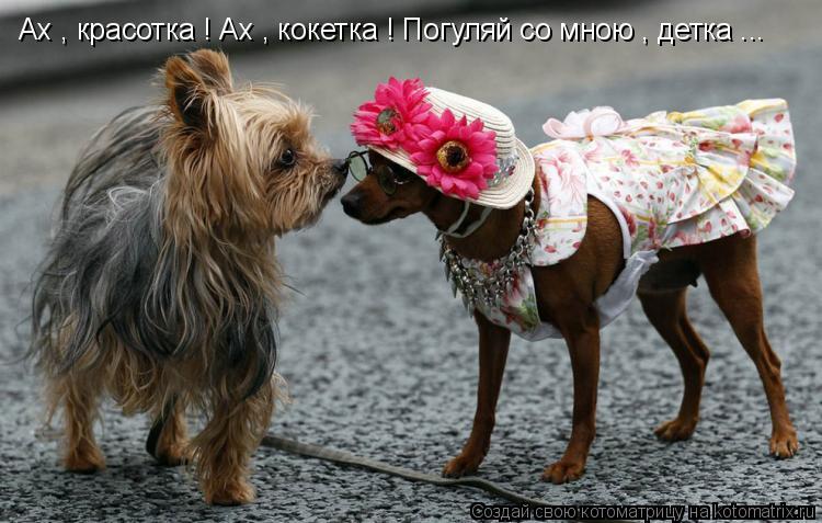 Ах , красотка ! Ах , кокетка ! Погуляй со мною , детка ...... Котоматрица: Ах , красотка ! Ах , кокетка ! Погуляй со мною , детка ...