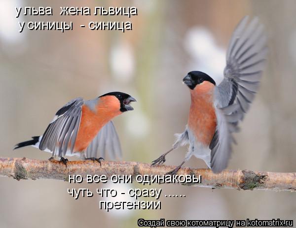 у льва жена львица но все они одинаковы чуть что - сразу ...... у синицы - синица претензии... Котоматрица: у льва жена львица но все они одинаковы чуть что - сразу ...... у синицы - синица претензии