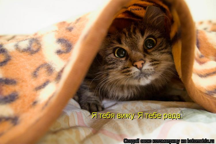 Я тебя вижу. Я тебе рада. рыжая... Котоматрица: Я тебя вижу. Я тебе рада. рыжая
