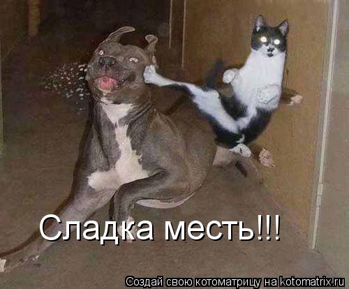 Сладка месть!!!... Котоматрица: Сладка месть!!!