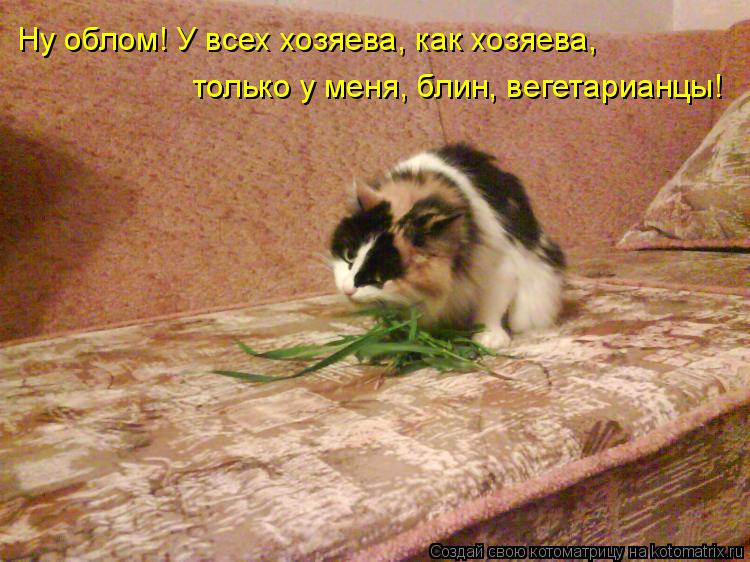 Ну облом! У всех хозяева, как хозяева, только у меня, блин, вегетарианцы!... Котоматрица: Ну облом! У всех хозяева, как хозяева, только у меня, блин, вегетарианцы!