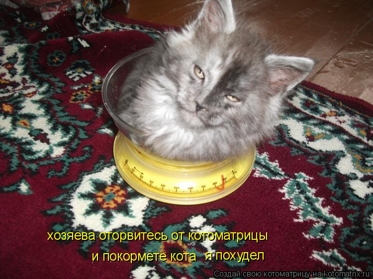 хозяева оторвитесь от котоматрицы и покормете кота я похудел... Котоматрица: хозяева оторвитесь от котоматрицы и покормете кота я похудел