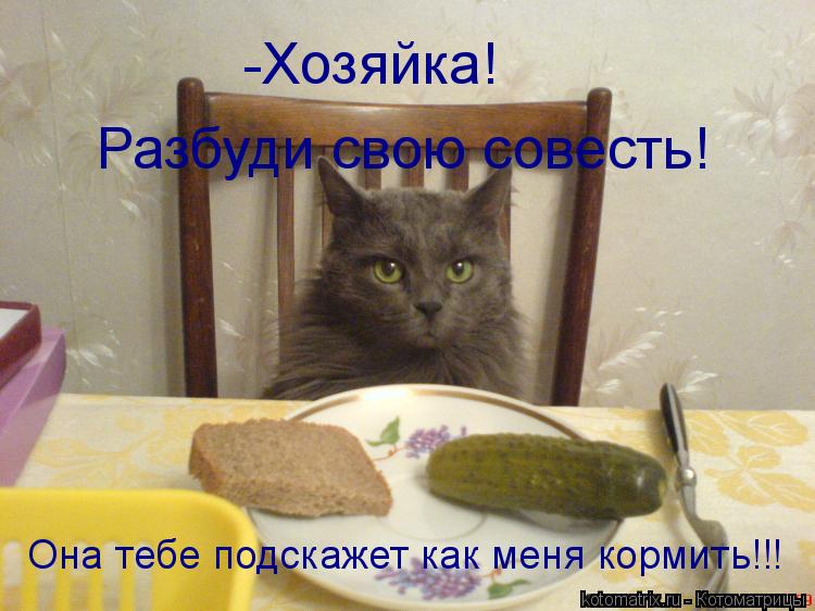 Разбуди свою совесть! -Хозяйка! Она тебе подскажет как меня кормить!!!... Котоматрица: Разбуди свою совесть! -Хозяйка! Она тебе подскажет как меня кормить!!!