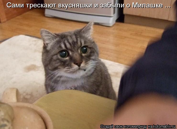 Сами трескают вкусняшки и забыли о Милашке ...... Котоматрица: Сами трескают вкусняшки и забыли о Милашке ...