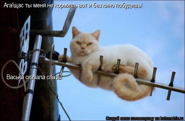 Васька сказала слазь! Ага!щас ты меня не кормишь вот и без кино побудешь!... Котоматрица: Васька сказала слазь! Ага!щас ты меня не кормишь вот и без кино побудешь!