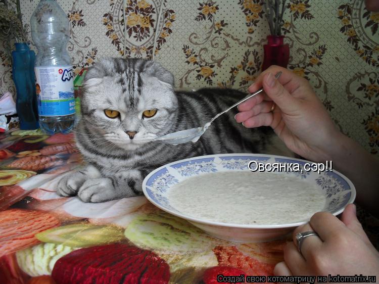 Котоматрица: Овсянка,сэр!!