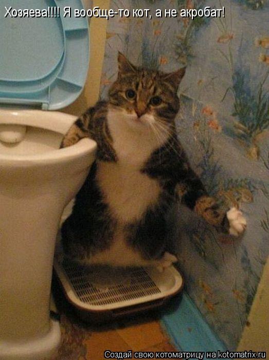Котоматрица: Хозяева!!!! Я вообще-то кот, а не акробат!