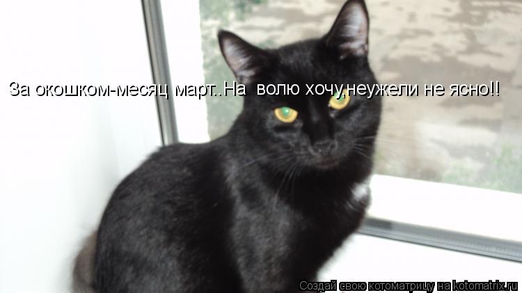 Котоматрица: За окошком-месяц март..На  волю хочу,неужели не ясно!!