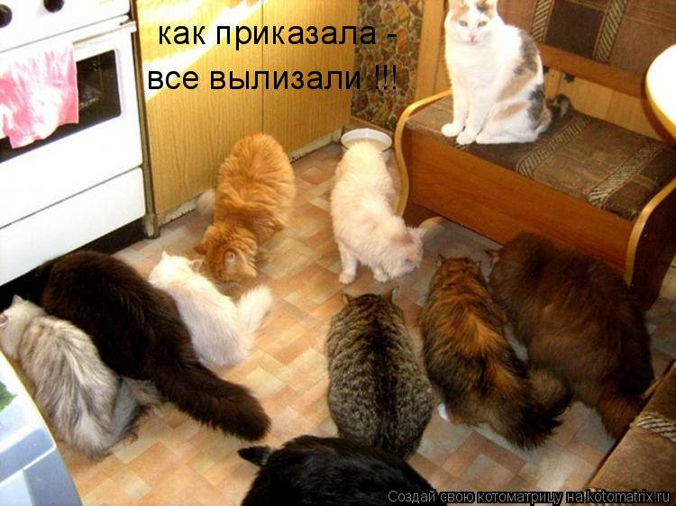 Котоматрица: как приказала - все вылизали !!!