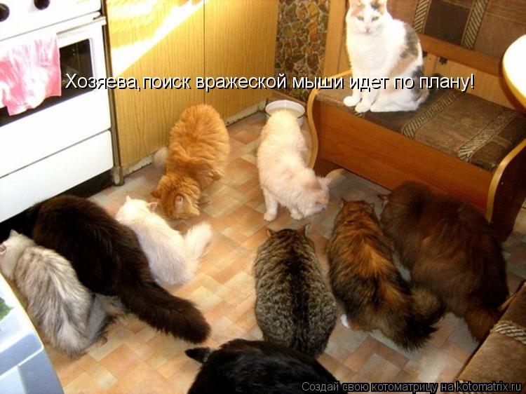 Котоматрица: Хозяева,поиск вражеской мыши идет по плану!