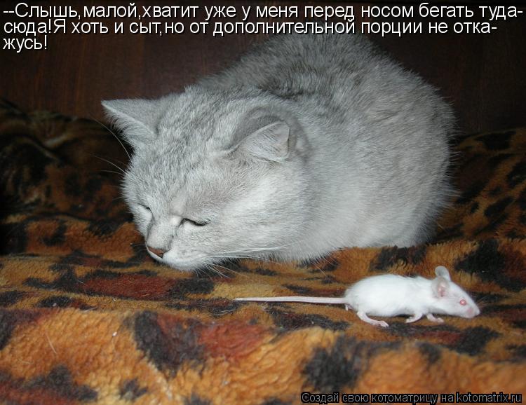 Котоматрица: --Слышь,малой,хватит уже у меня перед носом бегать туда- сюда!Я хоть и сыт,но от дополнительной порции не отка- жусь!