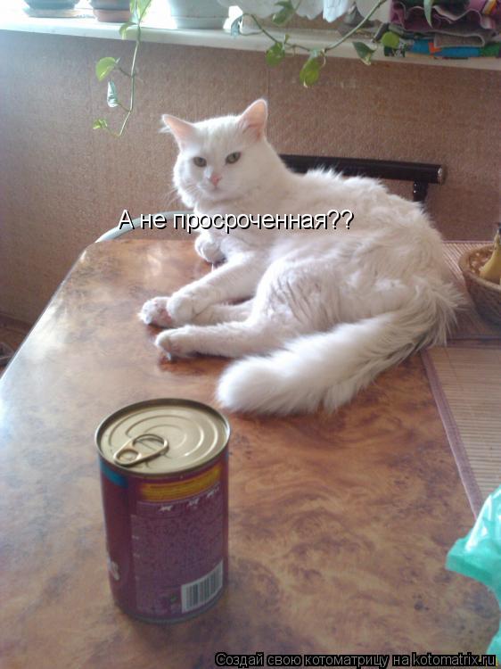 Котоматрица: А не просроченная??
