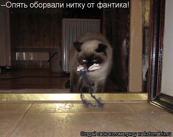 Котоматрица: --Опять оборвали нитку от фантика!