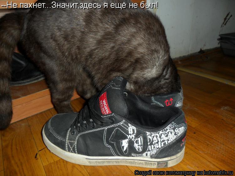 Котоматрица: --Не пахнет...Значит,здесь я ещё не был!