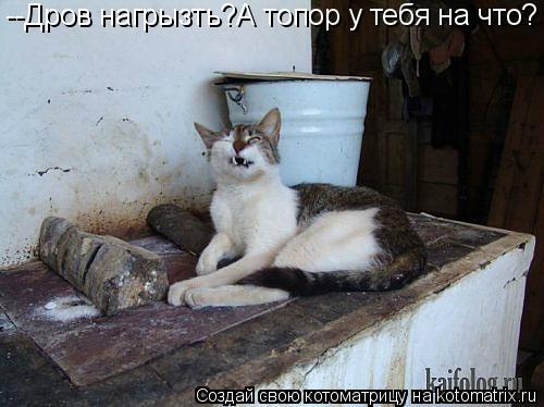 Котоматрица: --Дров нагрызть?А топор у тебя на что?