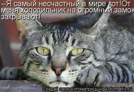 Котоматрица: --Я самый несчастный в мире кот!От меня холодильник на огромный замок закрывают!