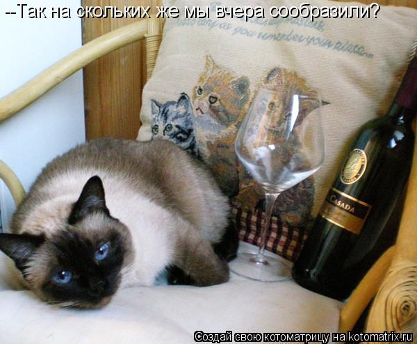 Котоматрица: --Так на скольких же мы вчера сообразили?