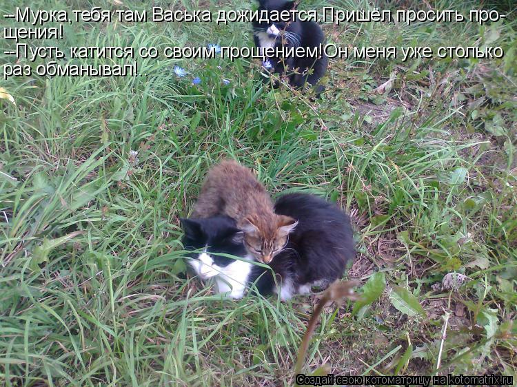 Котоматрица: --Мурка,тебя там Васька дожидается.Пришёл просить про- щения! --Пусть катится со своим прощением!Он меня уже столько раз обманывал!..