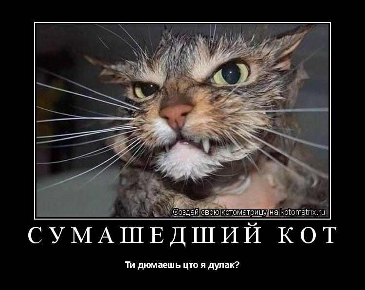 Ти кота