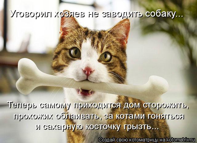 Котоматрица: Уговорил хозяев не заводить собаку... Теперь самому приходится дом сторожить, прохожих облаивать, за котами гоняться и сахарную косточку гр