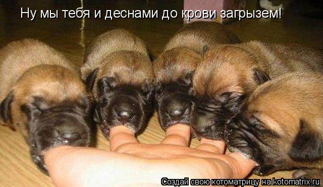Котоматрица: Ну мы тебя и деснами до крови загрызем!