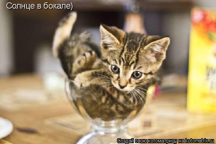 Котоматрица: Солнце в бокале)