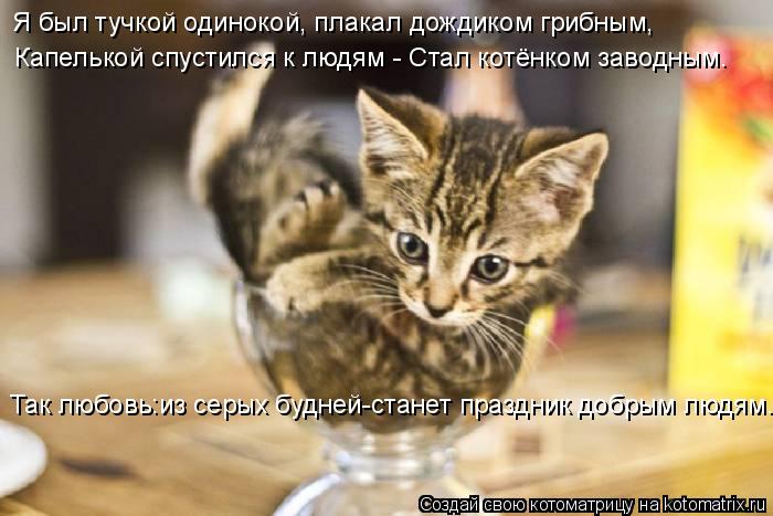 Котоматрица: Я был тучкой одинокой, плакал дождиком грибным, Капелькой спустился к людям - Стал котёнком заводным. Так любовь:из серых будней-станет праз